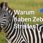 Warum spricht man in Mexiko Spanisch?