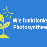 Warum blühen Blumen im Frühling?