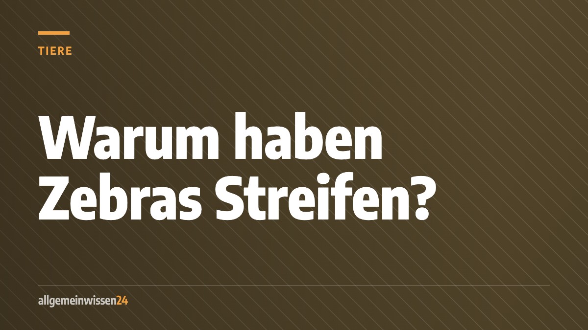 Titelbild von allgemeinwissen24: Warum haben Zebras Streifen? Die bekannteste Antwort stimmt nicht. Typografisches Motiv in der Farbe der Rubrik Tiere.
