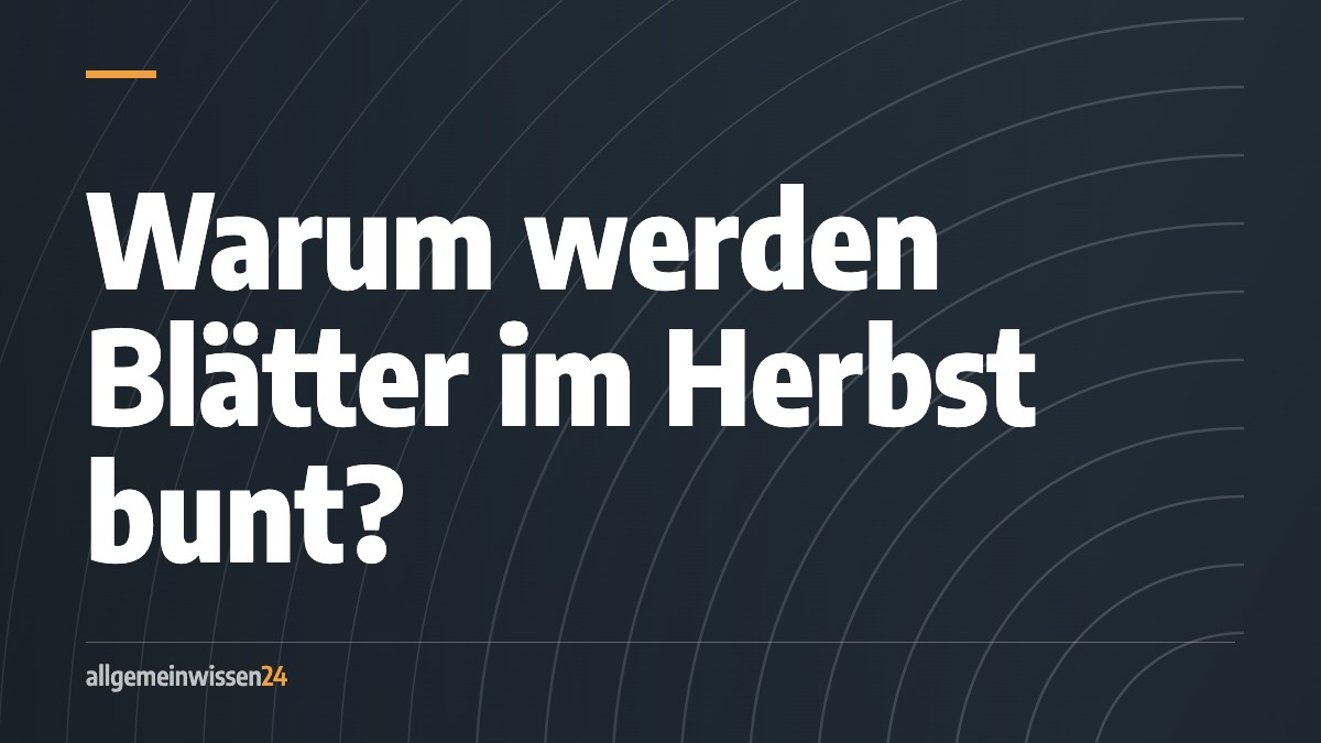 Titelbild von allgemeinwissen24: Warum werden Blätter im Herbst bunt? Typografisches Motiv in der Farbe der Rubrik Naturwissenschaften.